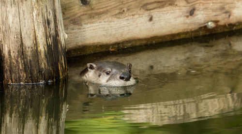 Close-up of turtle swimming in lake