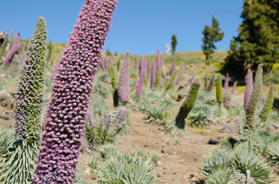 View of cactus plants growing on field