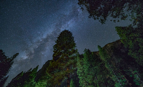 Low angle view of trees against sky at night