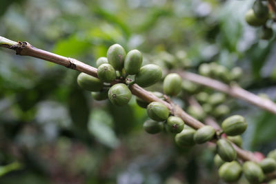 Close-up of plant