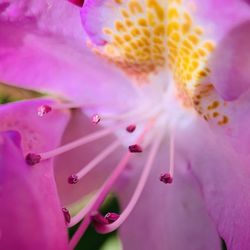 Macro shot of pink flower pollen