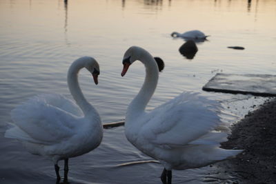 Swans in lake