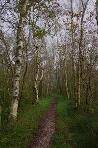 Bare trees in forest