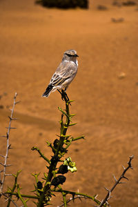 Close-up of bird perching on a plant