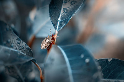 Close-up of insect on leaves