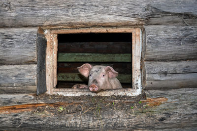 Portrait of pig on barn window