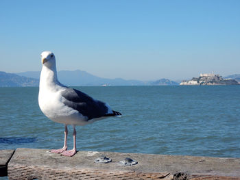 Seagull perching on a beach