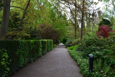 Road amidst trees