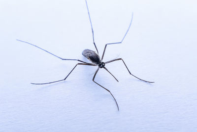 Close-up of insect on white background