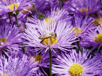 Close-up of bee on purple crocus flowers