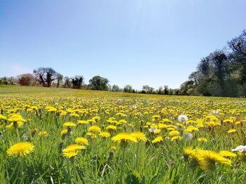 Scenic view of yellow flowers growing on field against sky