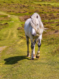 Horse grazing on field