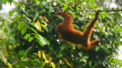 Close-up of a lizard on tree