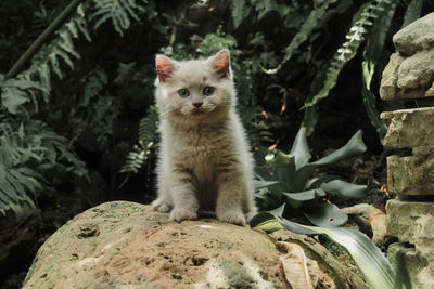 Portrait of kitten sitting on rock