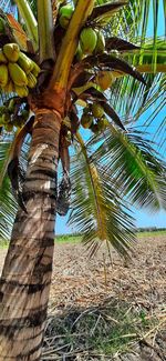 Low angle view of palm tree