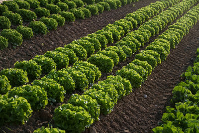 View of green corn field