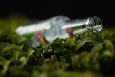 Close-up of green leaves on bottle