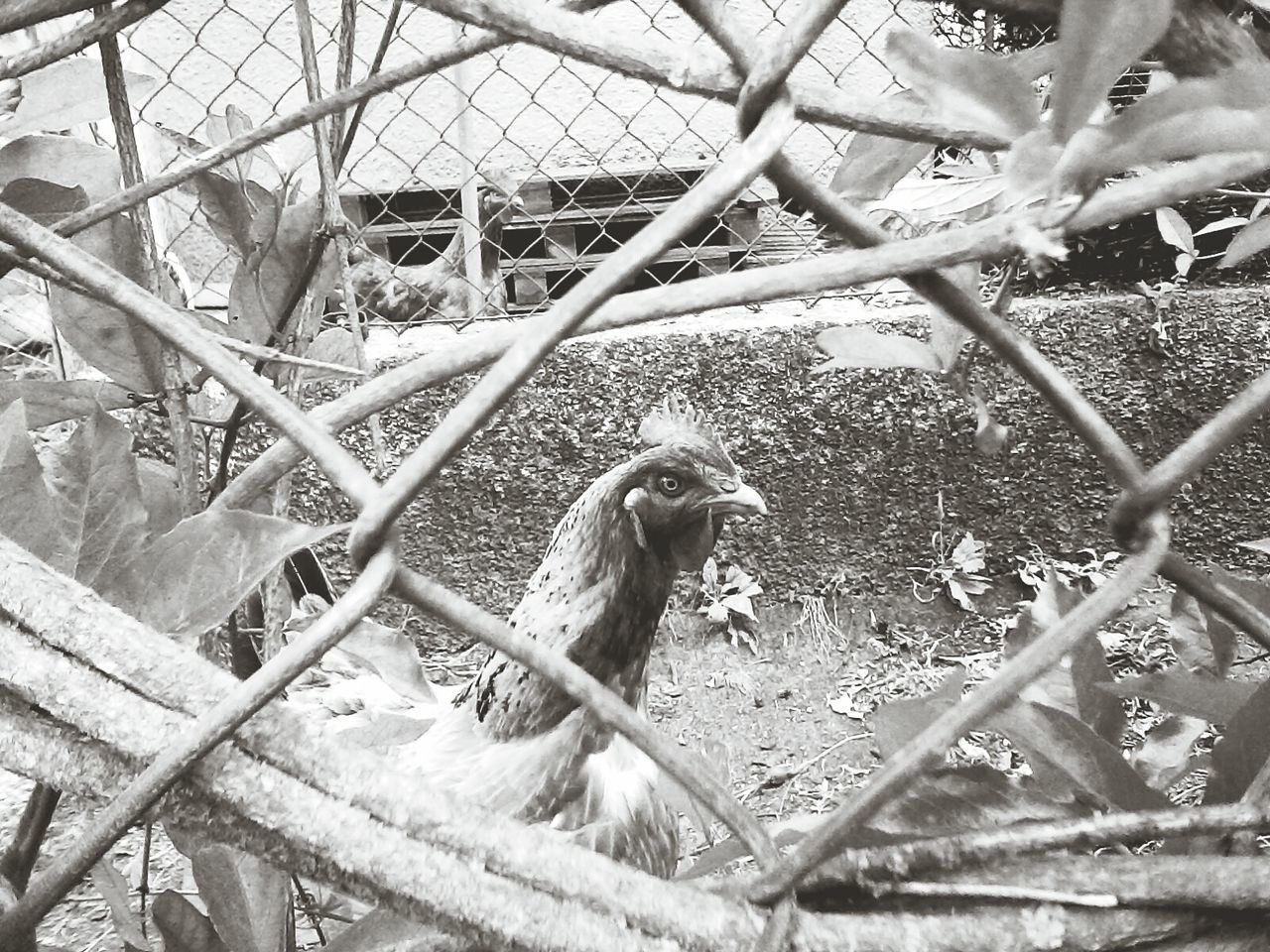 VIEW OF CHAINLINK FENCE AGAINST SKY