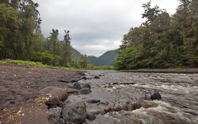 Surface level of rocks by trees against sky