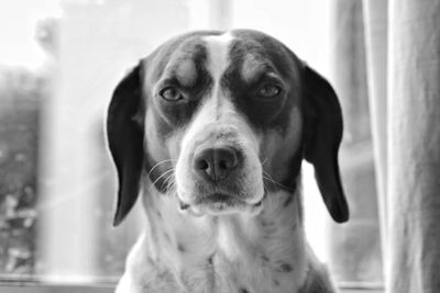 Close-up portrait of dog