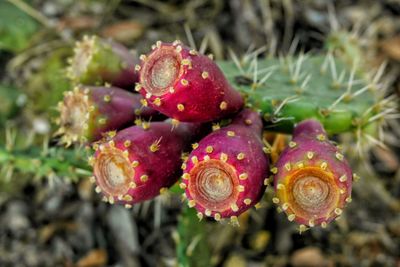 Close-up of strawberry growing on field