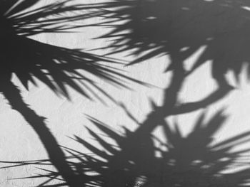 Shadow of palm tree on wall