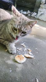 Cat sitting in a street