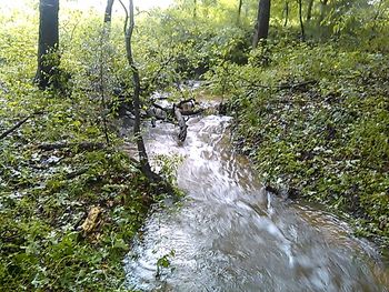 River flowing through forest