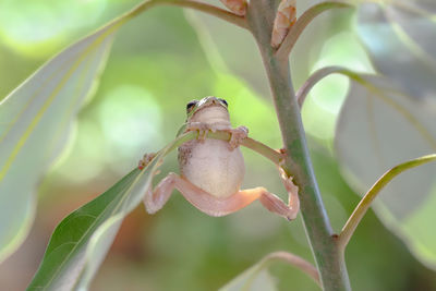 Close-up of insect on plant