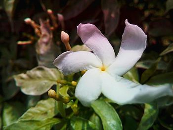 Close-up of pink flowers