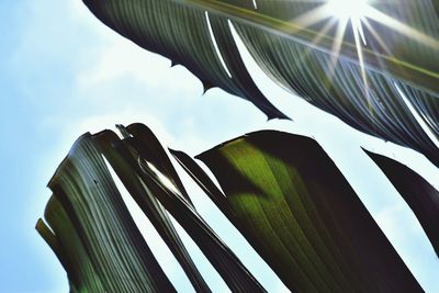 Low angle view of leaves against sky