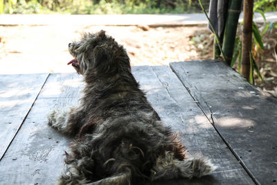 High angle view of dog sitting on wood