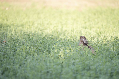 Close-up of a bird on grass