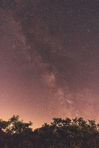 Low angle view of trees against sky at night