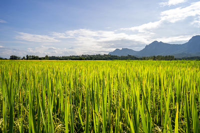 Scenic view of agricultural field against sky