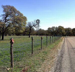 Trees on field by road against sky