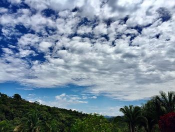 Low angle view of trees against sky
