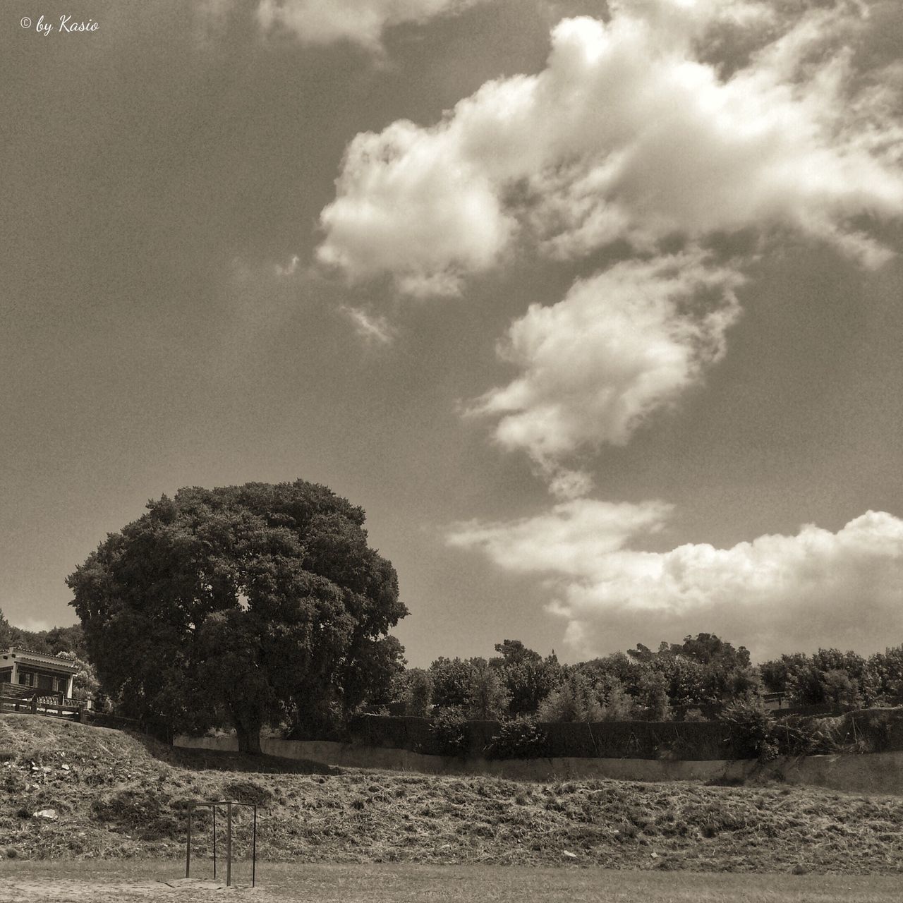 sky, tree, tranquil scene, tranquility, cloud - sky, scenics, nature, landscape, beauty in nature, cloud, water, beach, field, day, sand, growth, non-urban scene, outdoors, cloudy, idyllic