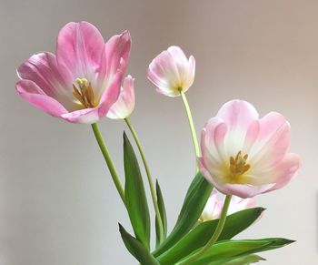 Close-up of pink flowers