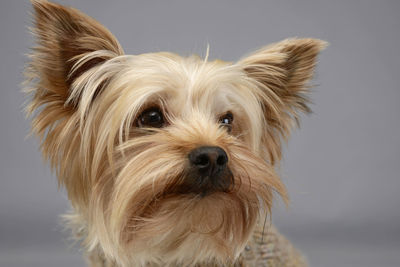 Close-up portrait of dog