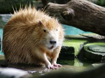 Close-up of lion in water