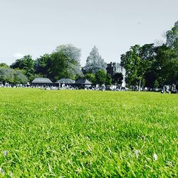 Scenic view of field against clear sky