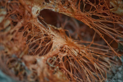 Close-up of dried plant in nest