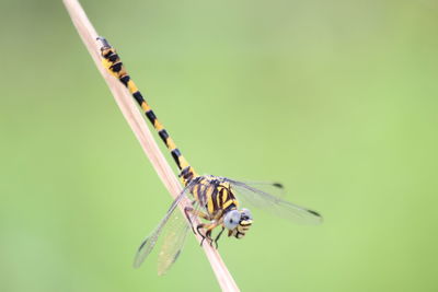 Close-up of butterfly on plant