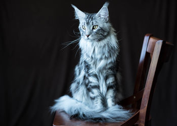 Portrait of a cat looking away