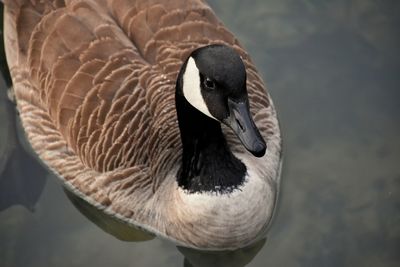 Close-up of canada goose swimming in lake