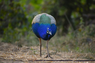 Close-up of a peacock