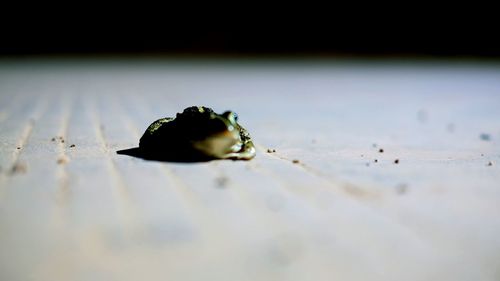 Close-up of insect on leaf