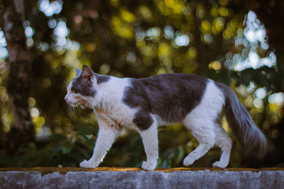 Cat looking away while standing on retaining wall