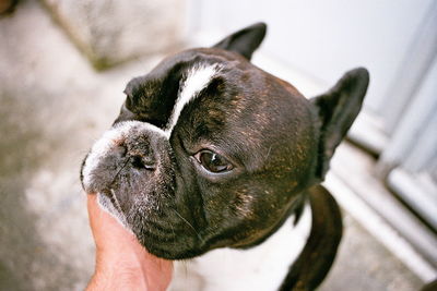 Close-up of a dog